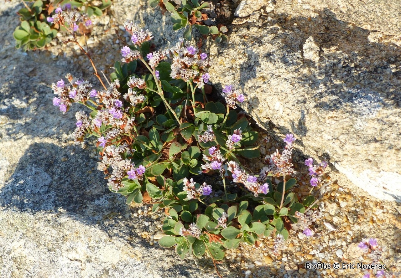 Limonium de Salmon (Statice) - Limonium binervosum - Eric Nozérac - BioObs