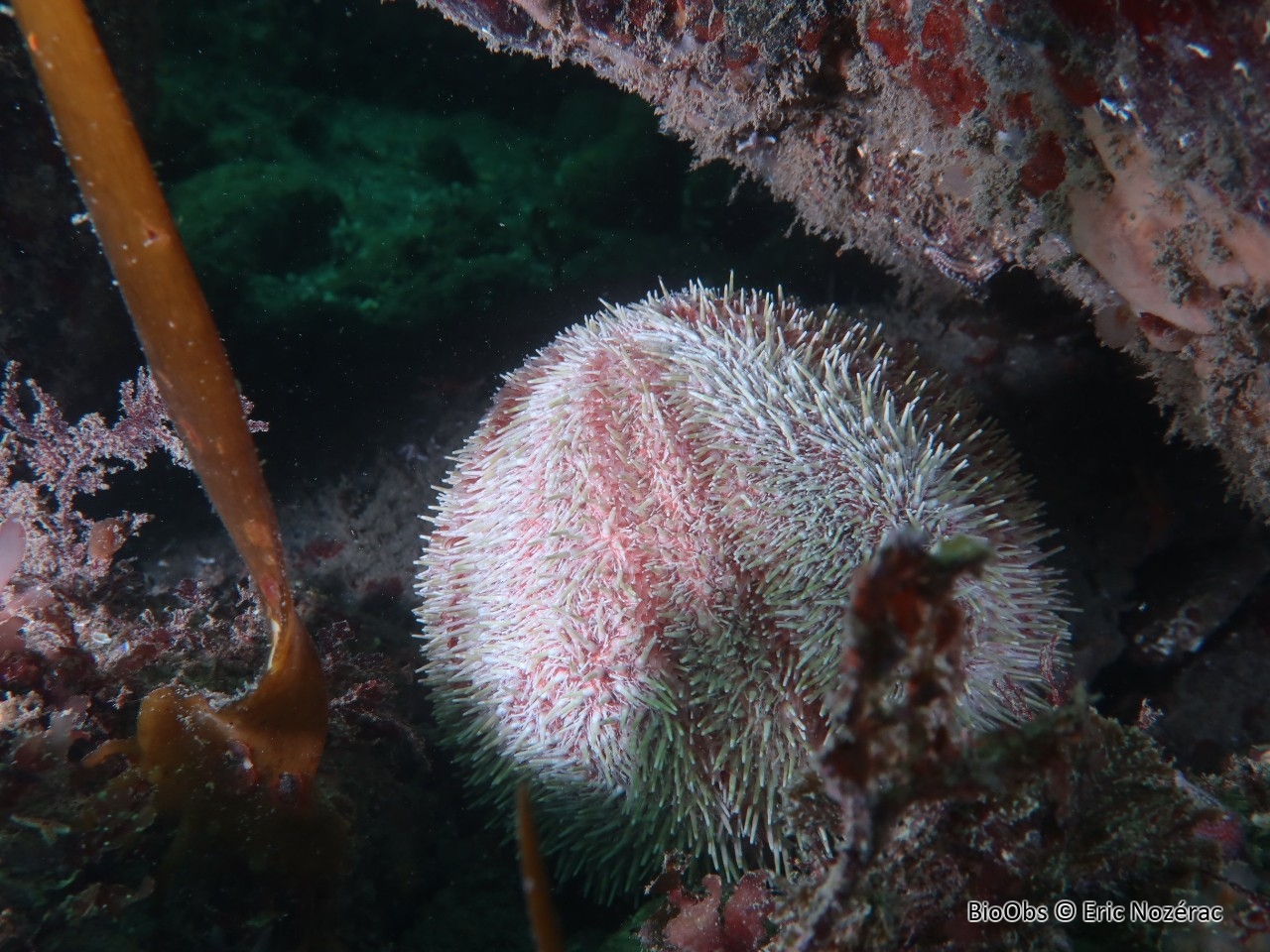 Oursin globuleux - Echinus esculentus - Eric Nozérac - BioObs