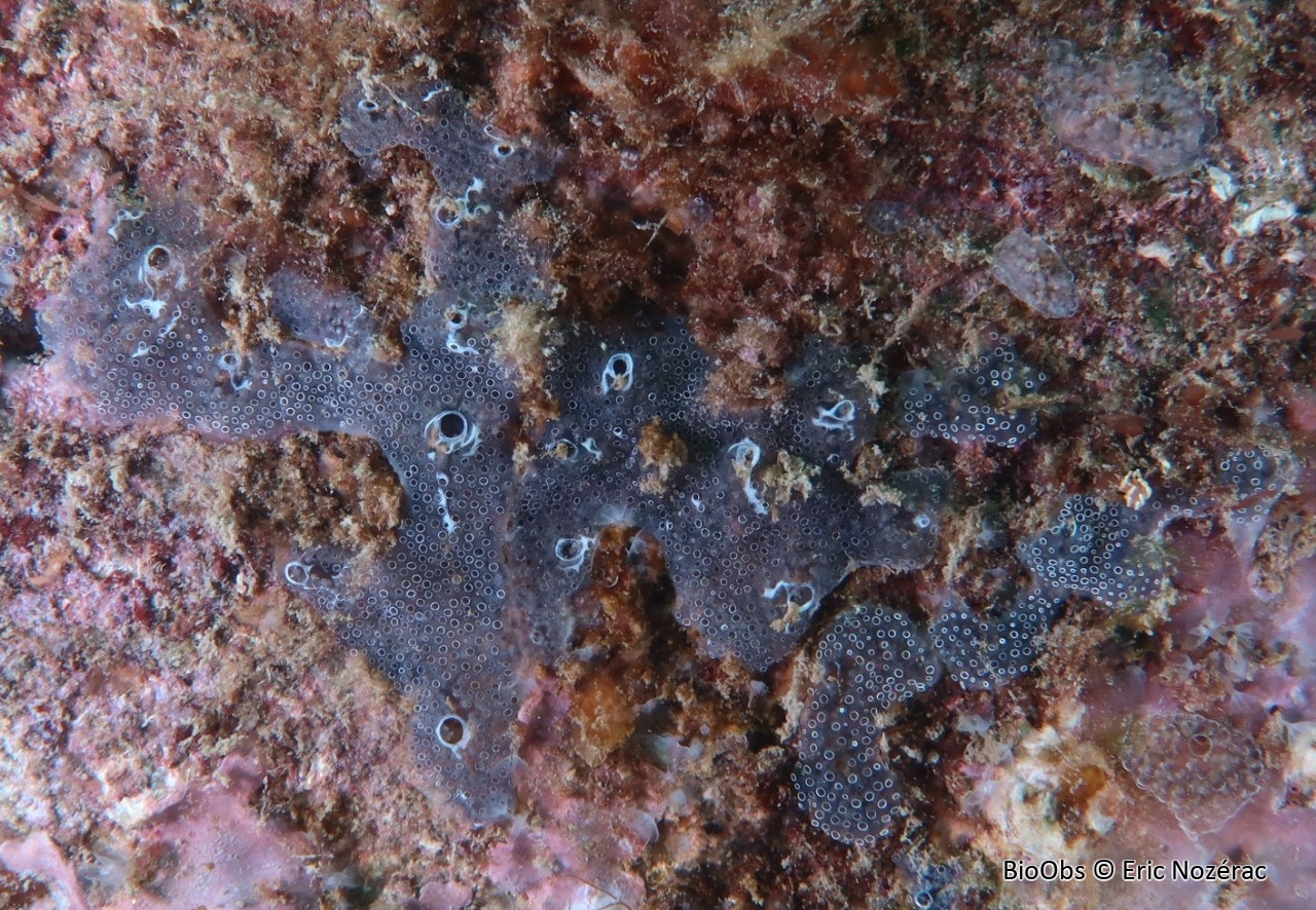 Didemne gélatineux et transparent - Diplosoma listerianum - Eric Nozérac - BioObs