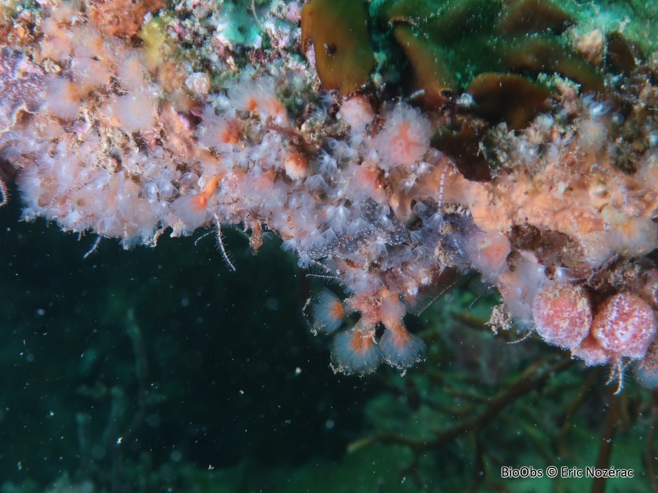 Phoronidien - Phoronis sp - Eric Nozérac - BioObs