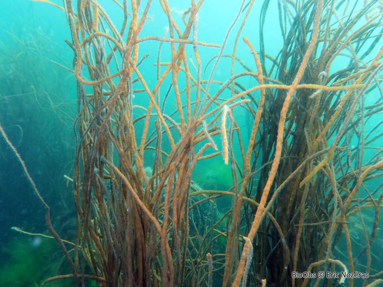 Himanthale - Himanthalia elongata - Eric Nozérac - BioObs