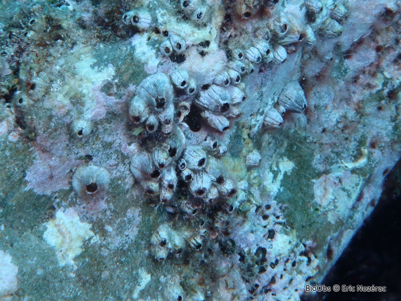 Balane rayée - Amphibalanus amphitrite - Eric Nozérac - BioObs