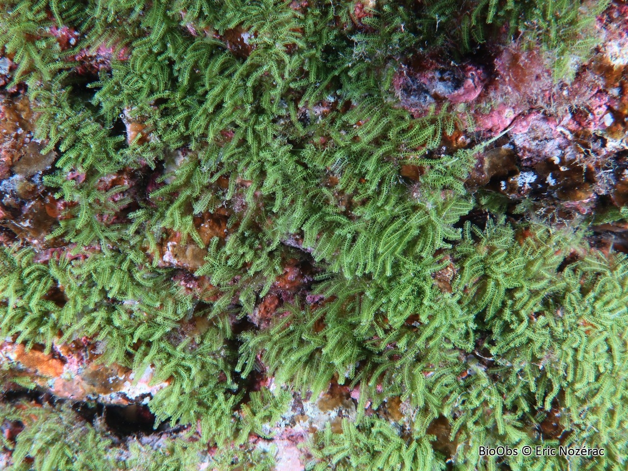 Caulerpa webbiana - Caulerpa webbiana - Eric Nozérac - BioObs