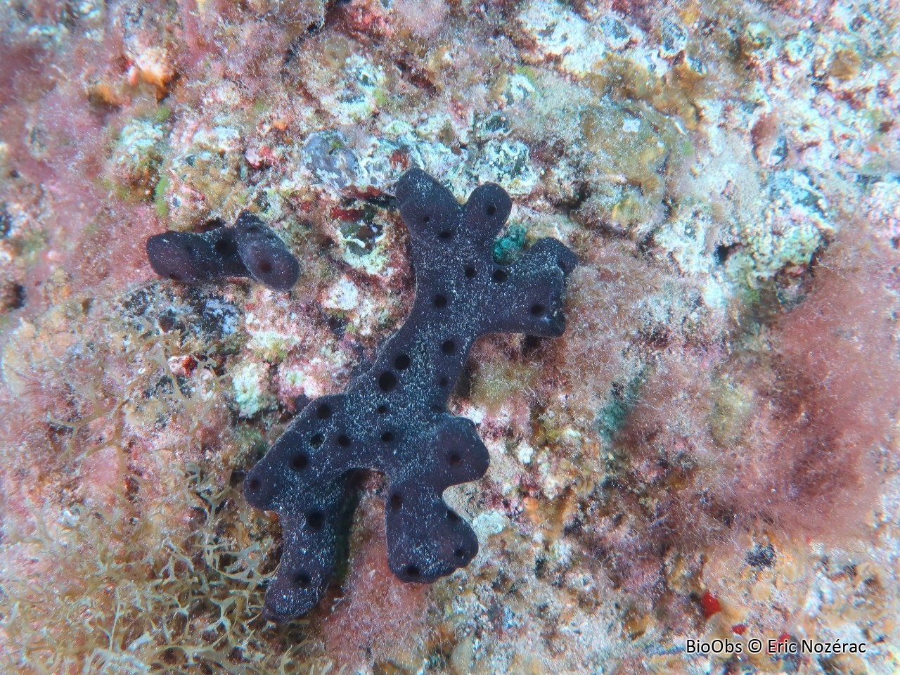 Haliclone encroutante des Canaries - Haliclona (Chalinula) parasimulans - Eric Nozérac - BioObs
