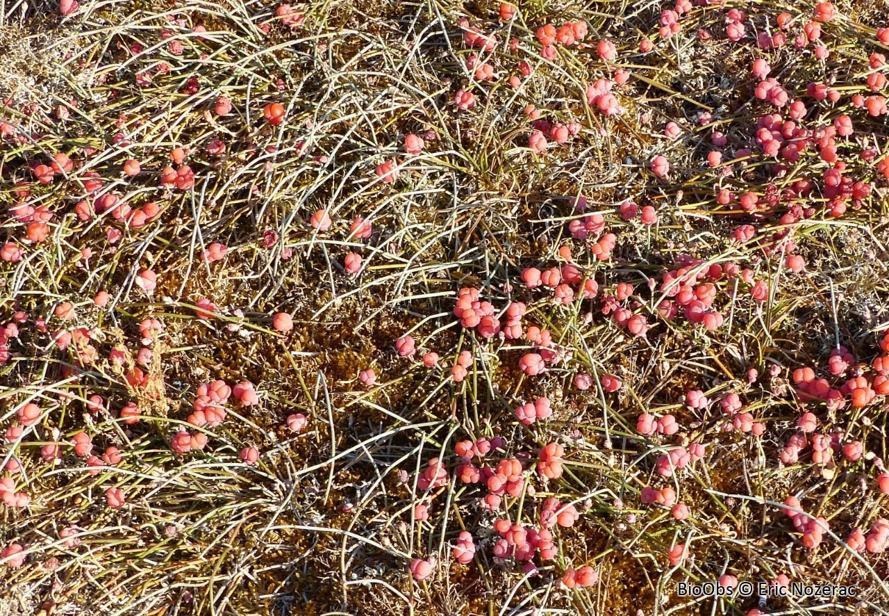 Raisin de mer - Ephedra distachya - Eric Nozérac - BioObs