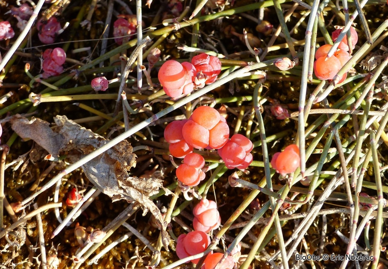 Raisin de mer - Ephedra distachya - Eric Nozérac - BioObs
