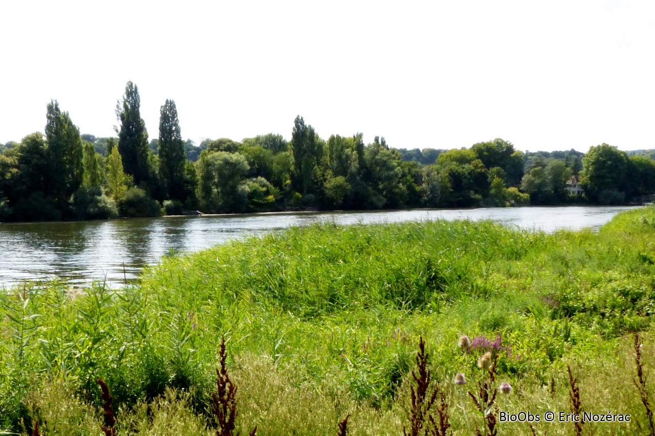 Roseau - Phragmites australis - Eric Nozérac - BioObs