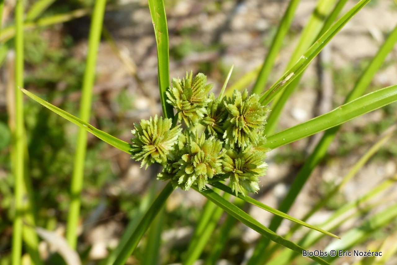 Souchet robuste - Cyperus eragrostis - Eric Nozérac - BioObs