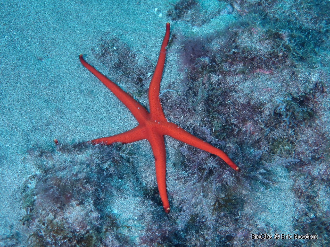 Etoile canarienne - Narcissia canariensis - Eric Nozérac - BioObs