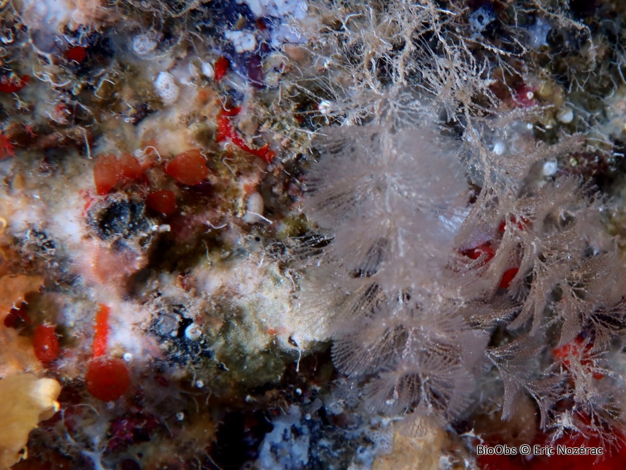 Ascidie corolle - Distaplia corolla - Eric Nozérac - BioObs