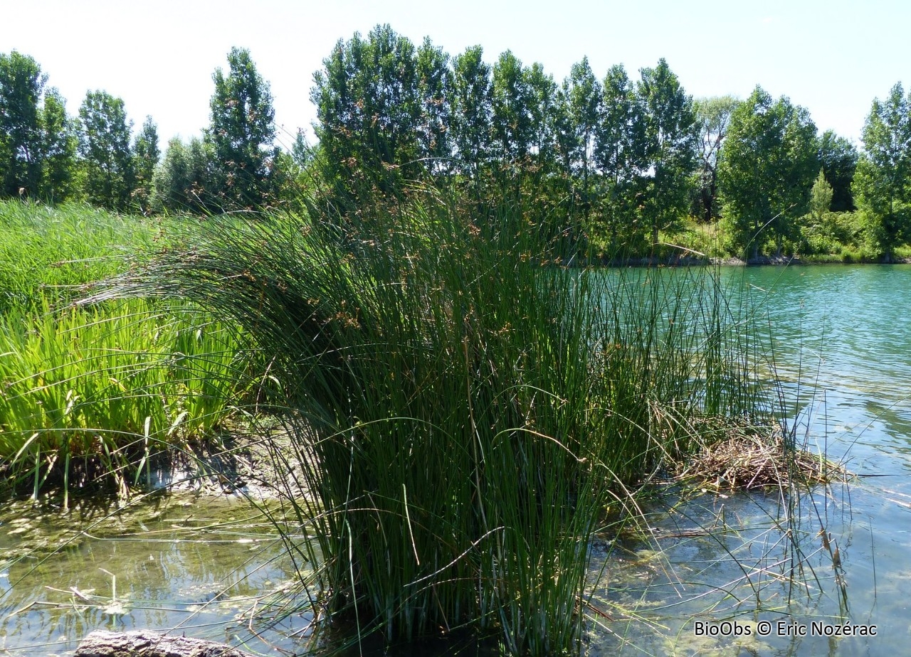 Jonc des chaisiers - Schoenoplectus lacustris - Eric Nozérac - BioObs