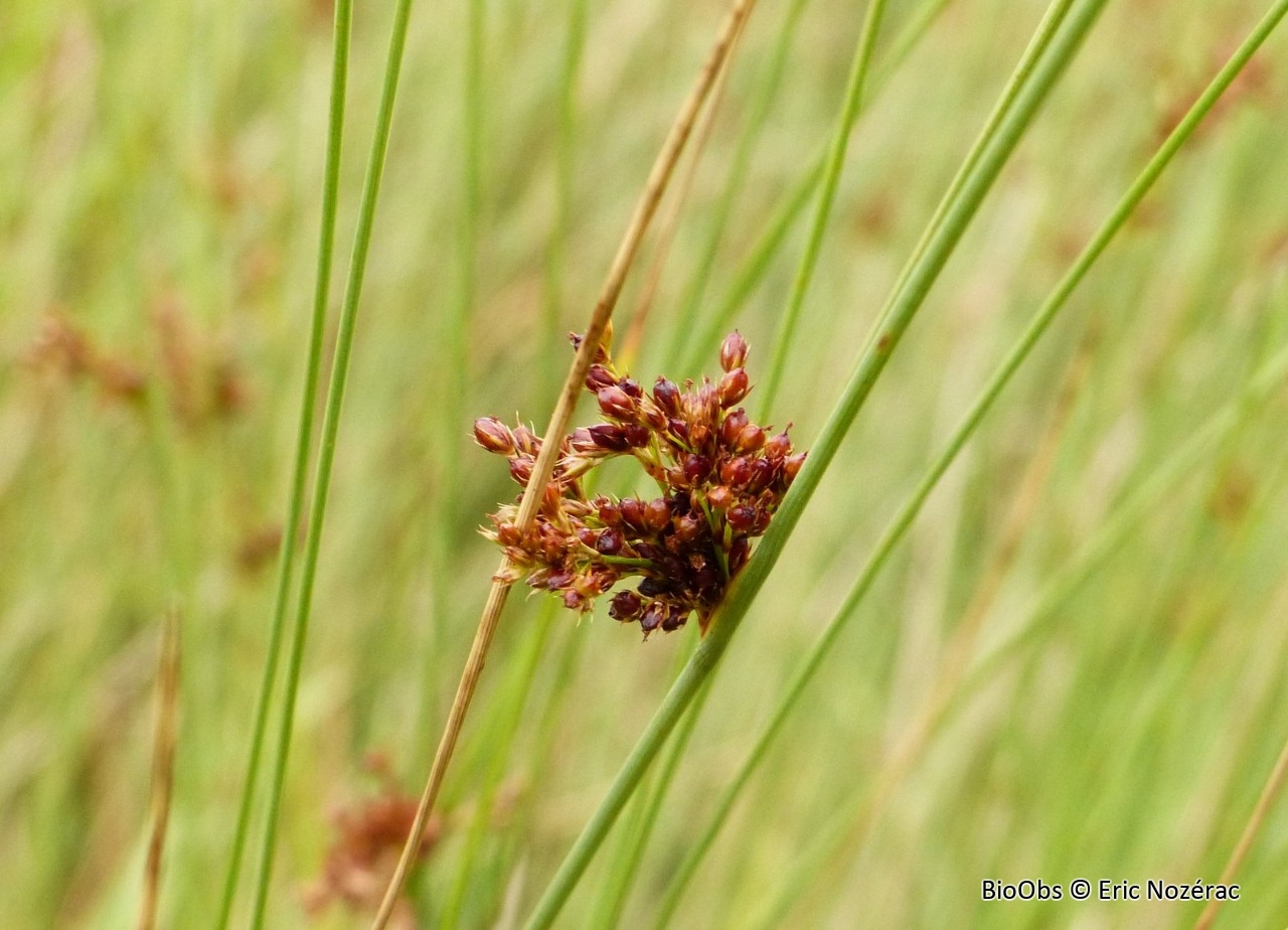 Jonc épars - Juncus effusus - Eric Nozérac - BioObs