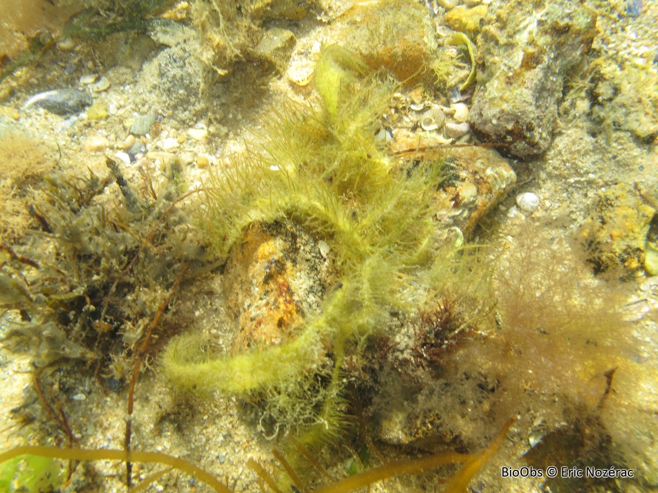 Algue japonaise poilue - Polyopes lancifolius - Eric Nozérac - BioObs