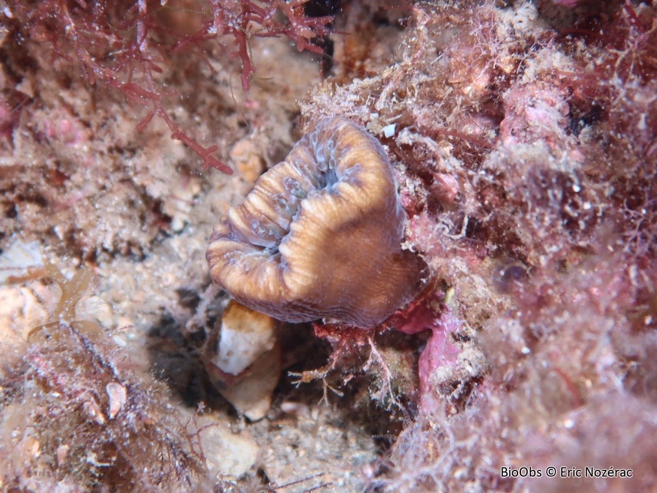 Dent de cochon - Balanophyllia (Balanophyllia) europaea - Eric Nozérac - BioObs