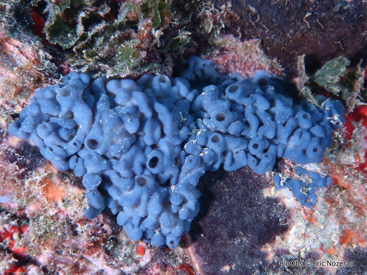 Oscarelle bleu-violet - Oscarella lobularis - Eric Nozérac - BioObs