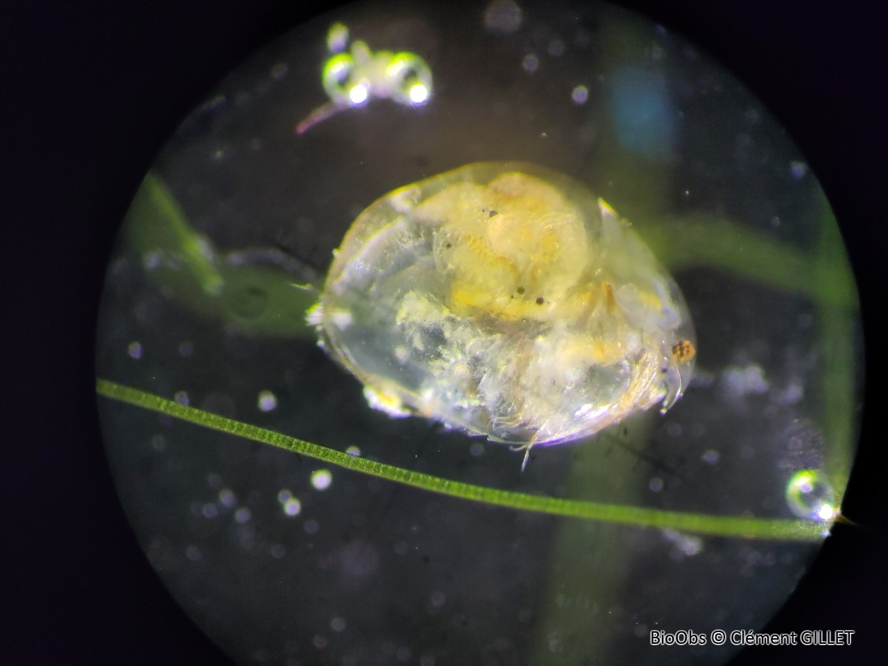 Cladocères - Cladocera - Clément GILLET - BioObs