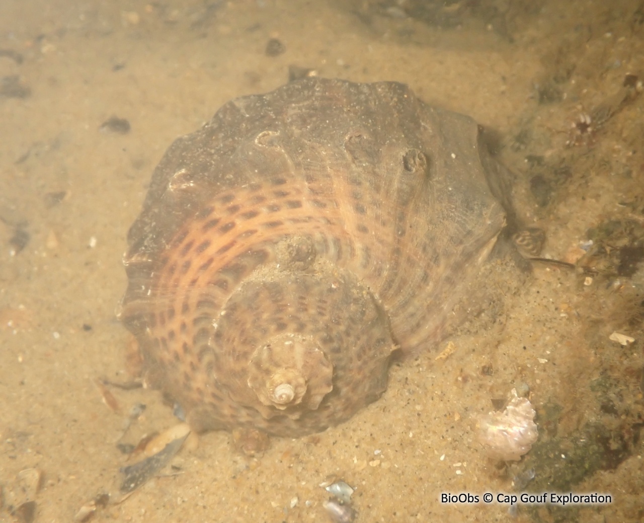 Rapane veiné - Rapana venosa - Cap Gouf Exploration - BioObs