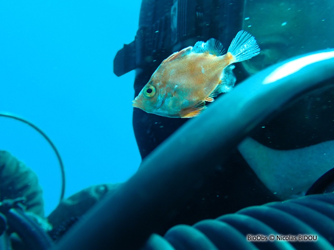 Sanglier - Capros aper - Nicolas BIDOU - BioObs