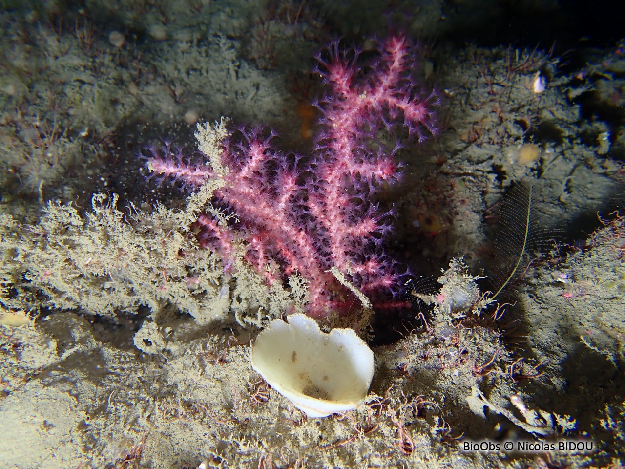Gorgone de Gray - Paramuricea grayi - Nicolas BIDOU - BioObs