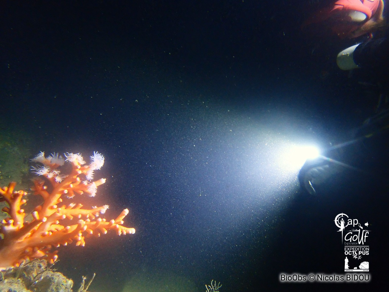 Corail arborescent orange - Dendrophyllia ramea - Nicolas BIDOU - BioObs