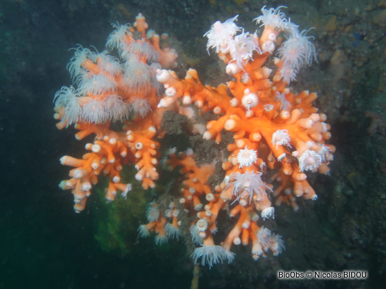 Corail arbre orange - Dendrophyllia ramea - Nicolas BIDOU - BioObs