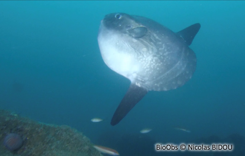 Poisson lune - Mola mola - Nicolas BIDOU - BioObs