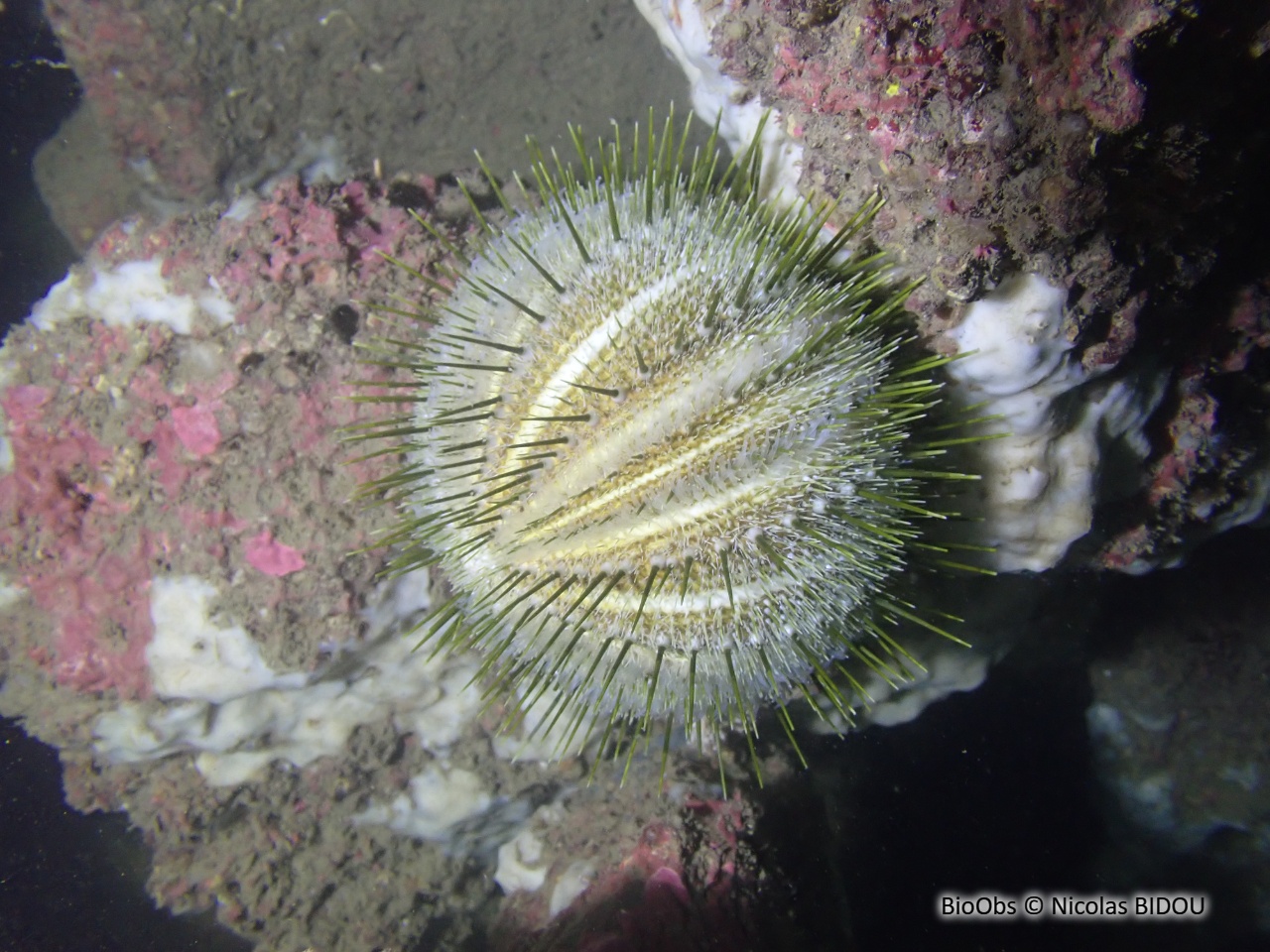 Oursin melon - Echinus melo - Nicolas BIDOU - BioObs