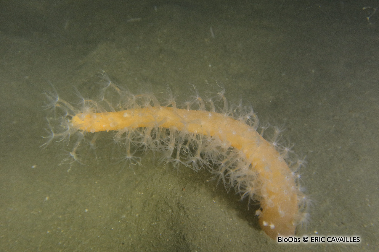 Vérétille - Veretillum cynomorium - ERIC CAVAILLES - BioObs