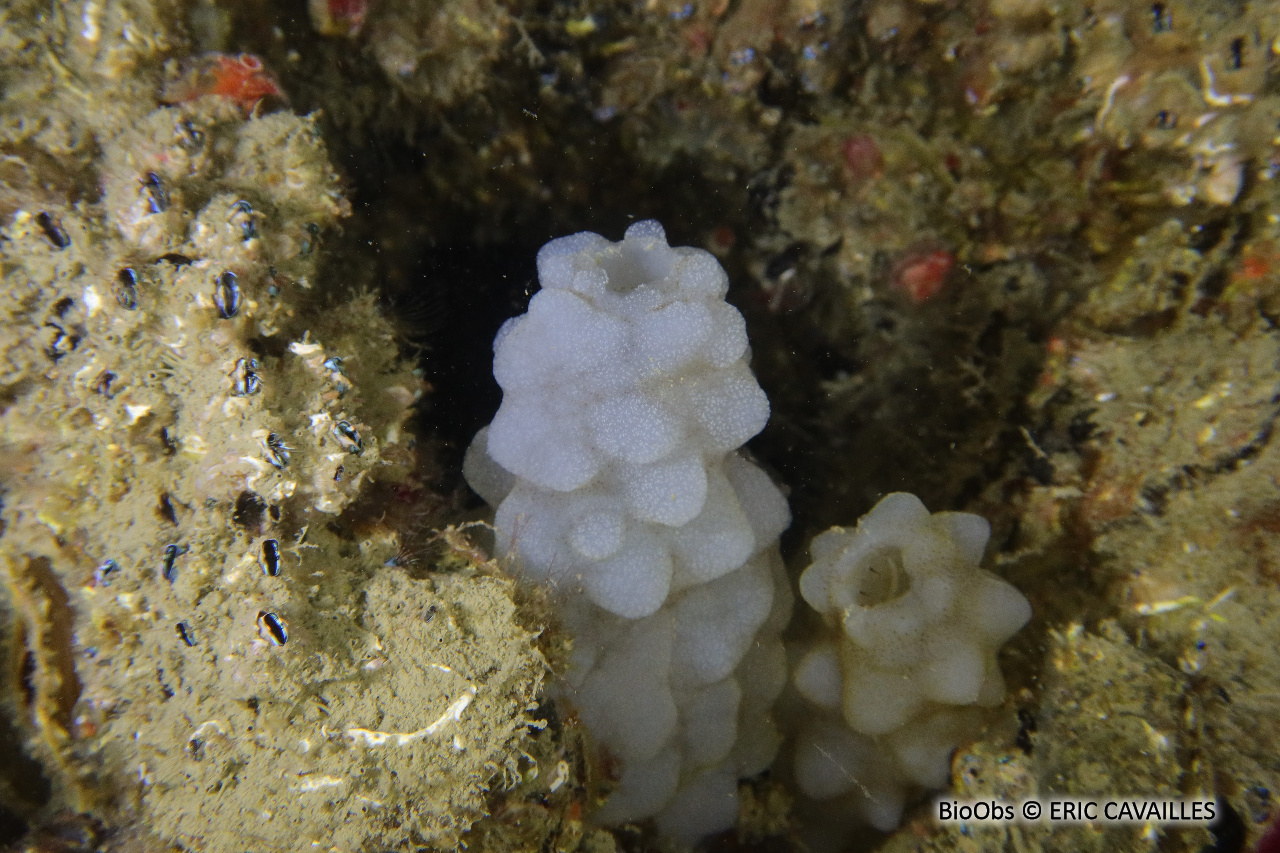 Ascidie blanche - Phallusia mammillata - ERIC CAVAILLES - BioObs