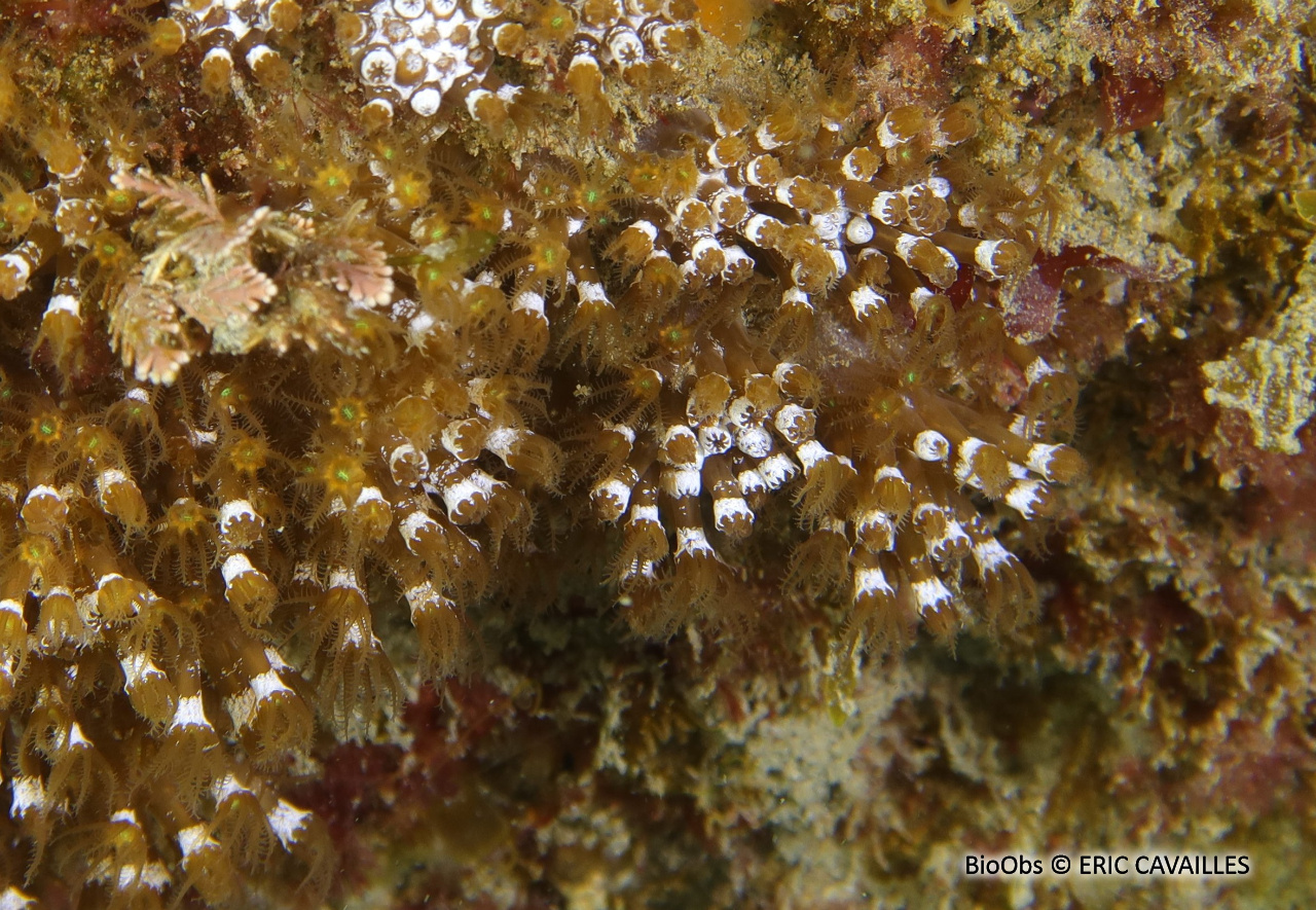 Alcyon brun - Maasella edwardsi - ERIC CAVAILLES - BioObs