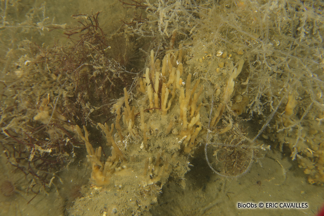 Eponge-fistule blanc-fauve - Oceanapia isodictyiformis - ERIC CAVAILLES - BioObs