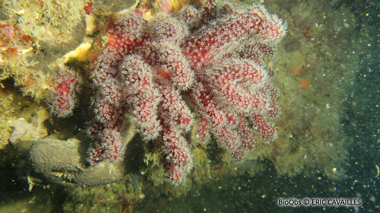 Alcyon méditerranéen - Alcyonium acaule - ERIC CAVAILLES - BioObs