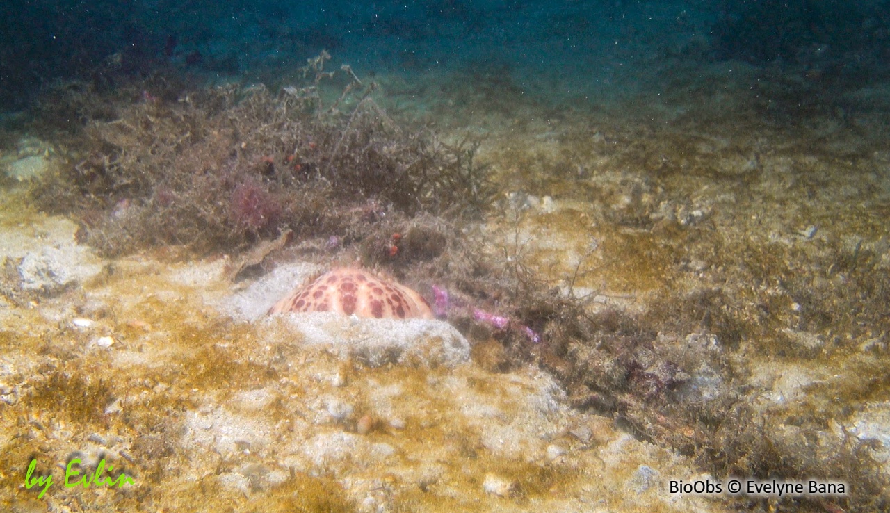 Crabe honteux - Calappa granulata - Evelyne Bana - BioObs