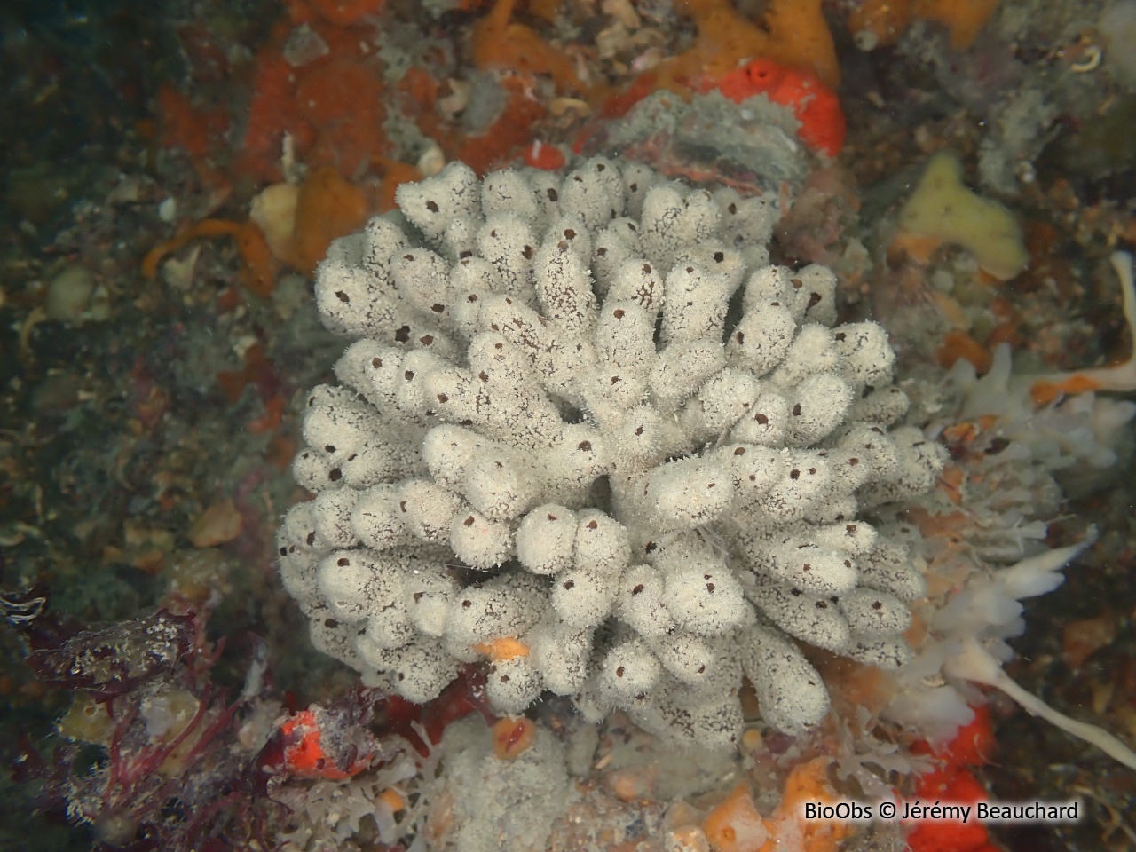 Eponge rameaux de chocolat - Raspailia (Raspailia) ramosa - Jérémy Beauchard - BioObs
