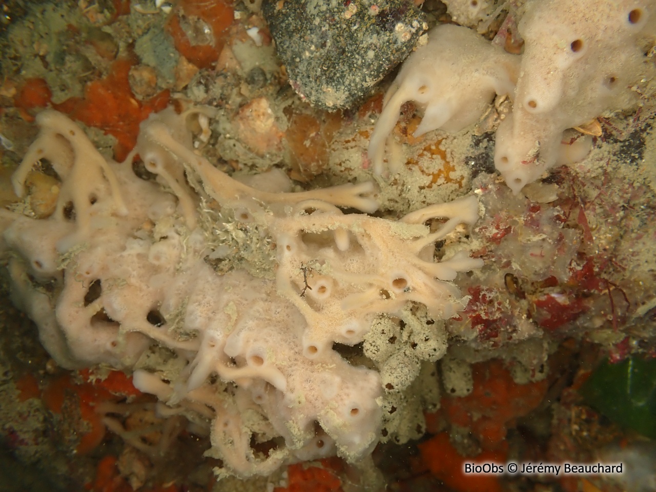 Eponge fistuleuse - Haliclona (Halichoclona) fistulosa - Jérémy Beauchard - BioObs