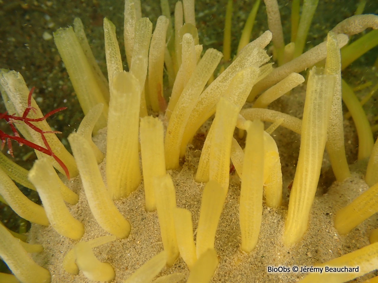 Eponge à languettes - Polymastia penicillus - Jérémy Beauchard - BioObs