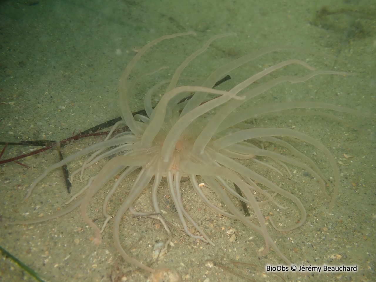 Andrésie - Andresia partenopea - Jérémy Beauchard - BioObs