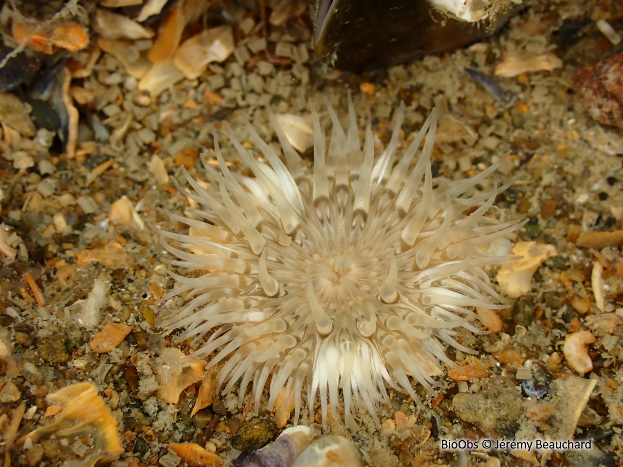 Sagartie des vases - Cylista troglodytes - Jérémy Beauchard - BioObs
