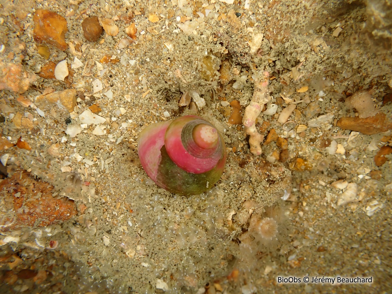 Troque jujube - Calliostoma zizyphinum - Jérémy Beauchard - BioObs