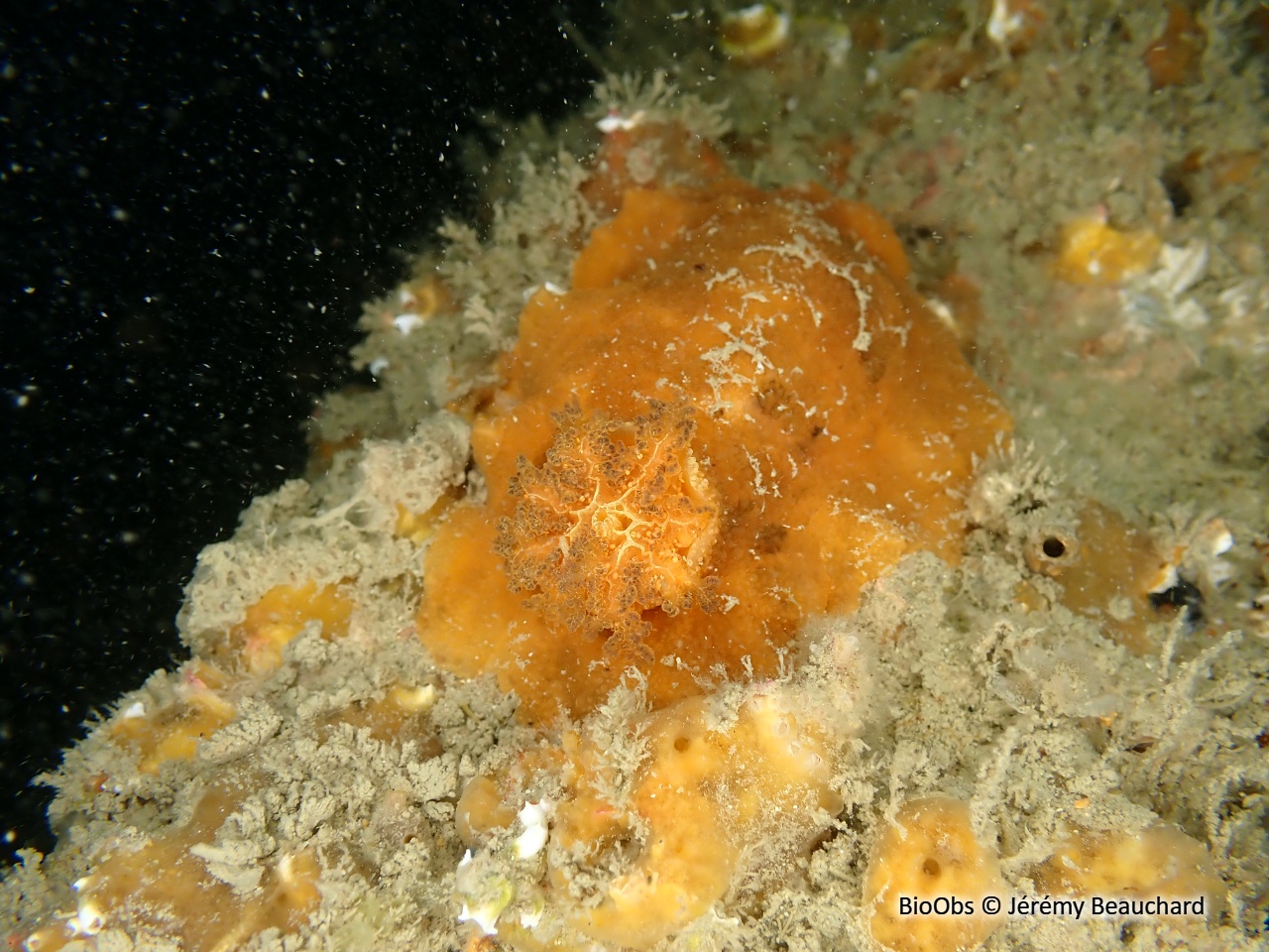 Citron de mer - Doris pseudoargus - Jérémy Beauchard - BioObs