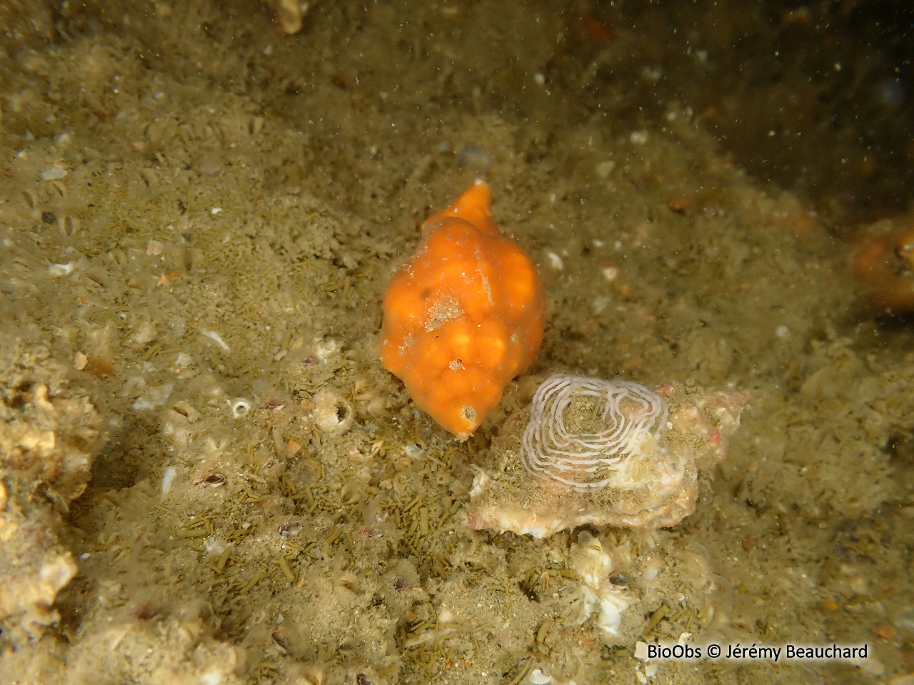 Cormaillot - Ocenebra erinaceus - Jérémy Beauchard - BioObs