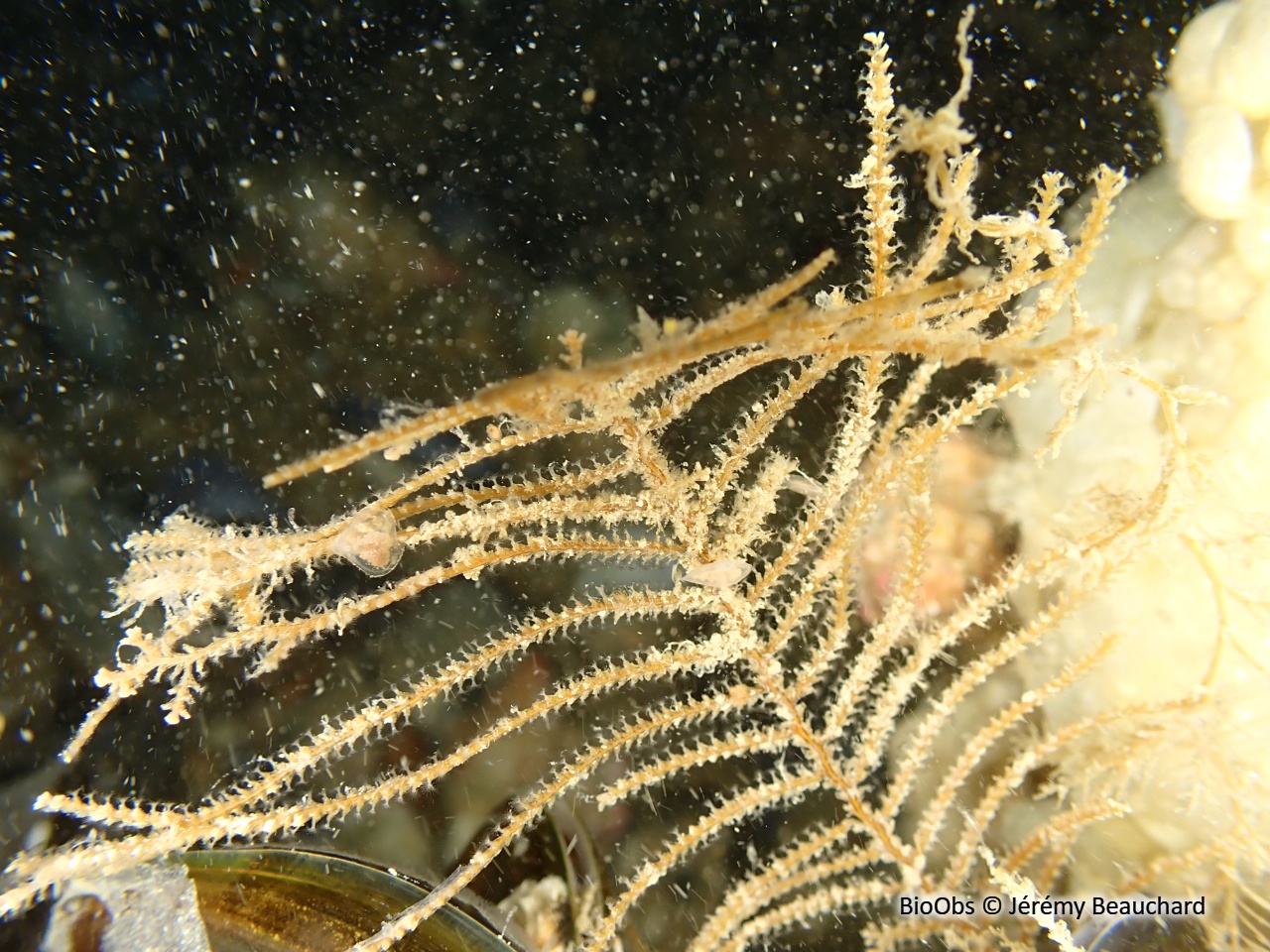 Hydraire-sapin - Abietinaria abietina - Jérémy Beauchard - BioObs