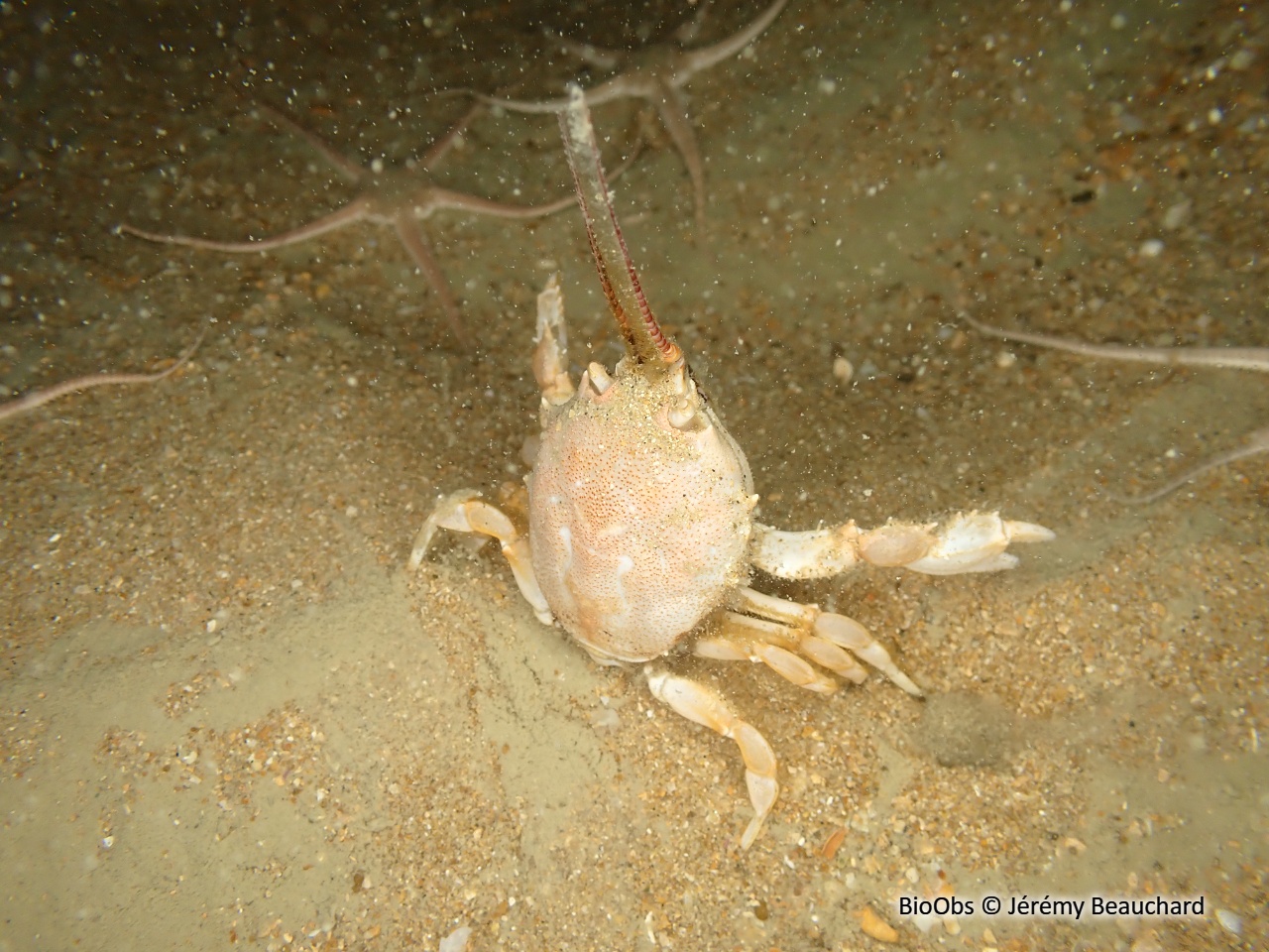 Crabe Coryste - Corystes cassivelaunus - Jérémy Beauchard - BioObs