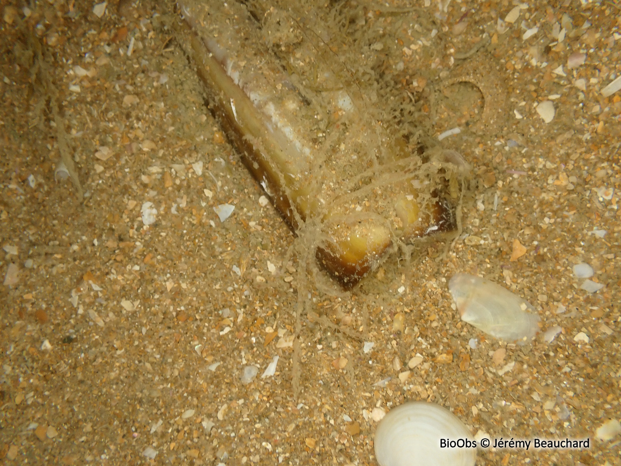 Araignée macropode (genre) - Macropodia - Jérémy Beauchard - BioObs