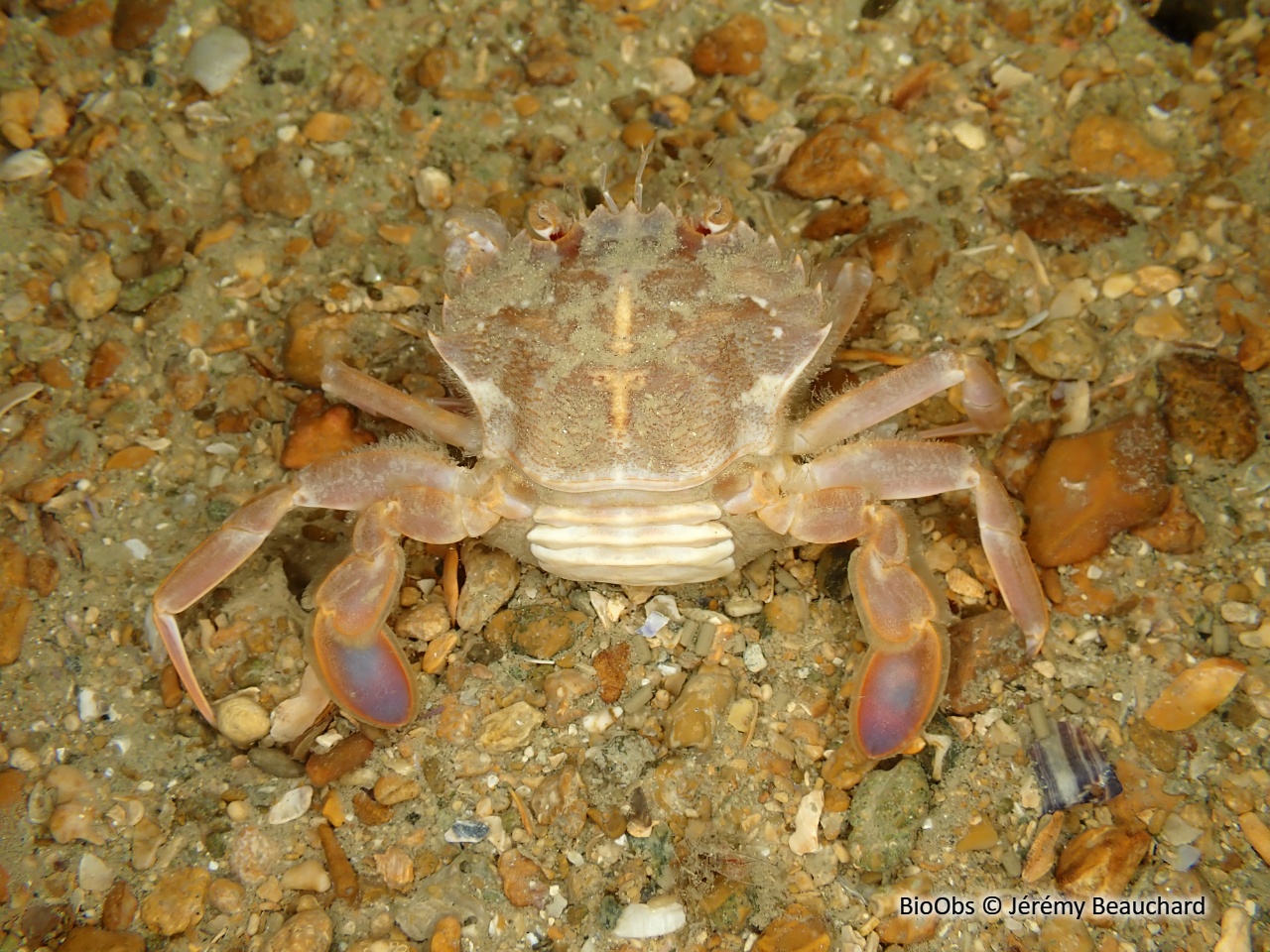 Etrille à pattes bleues - Liocarcinus depurator - Jérémy Beauchard - BioObs