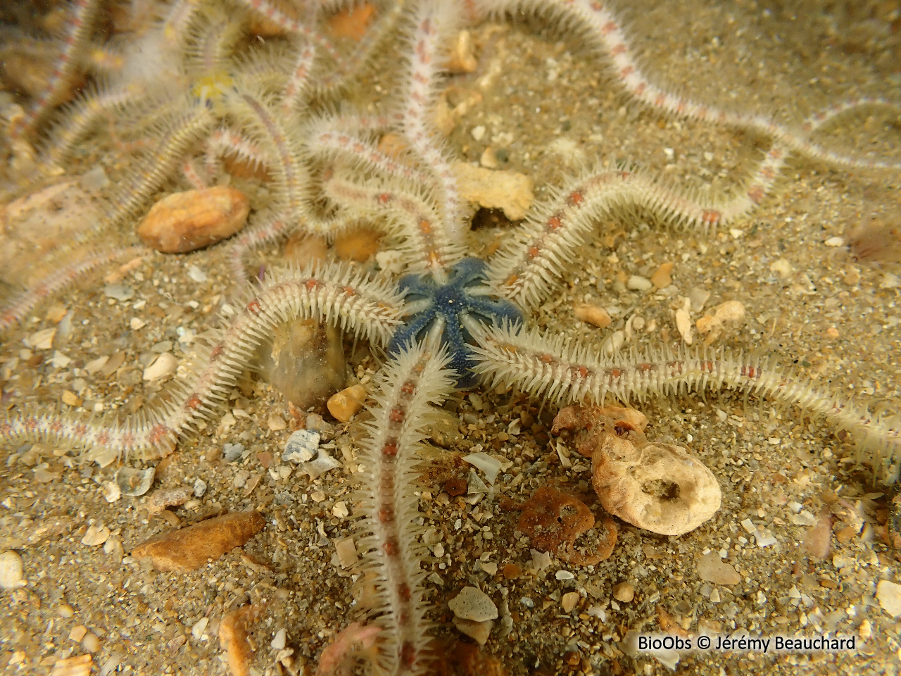 Ophiure fragile - Ophiothrix fragilis - Jérémy Beauchard - BioObs