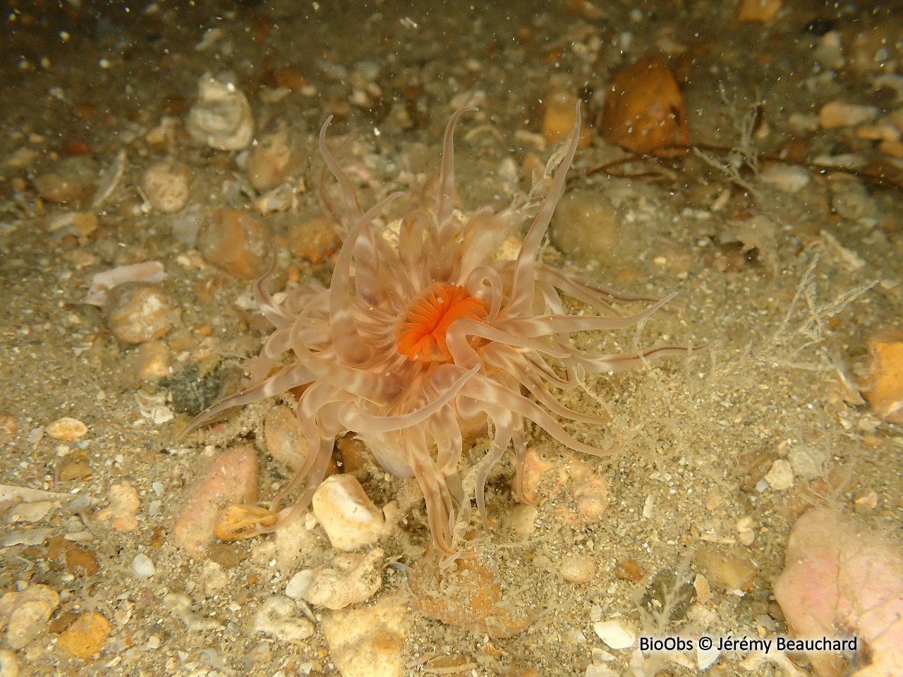 Sagartiogeton blanc - Cylista undata - Jérémy Beauchard - BioObs