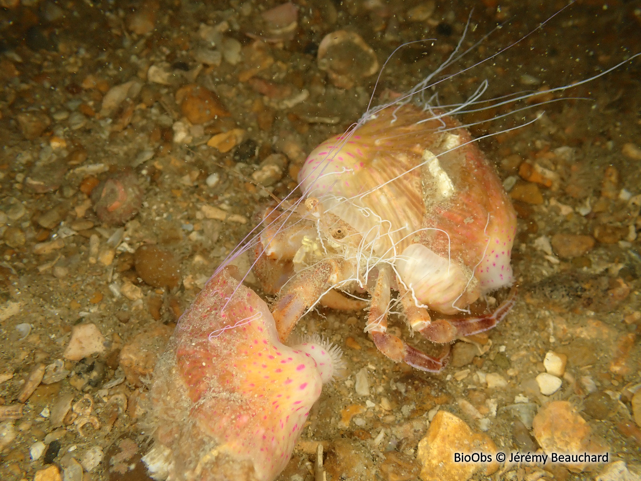 Anémone commensale - Adamsia palliata - Jérémy Beauchard - BioObs