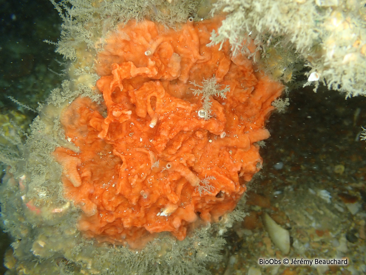Grand schizomavelle rouge - Schizomavella sarniensis - Jérémy Beauchard - BioObs