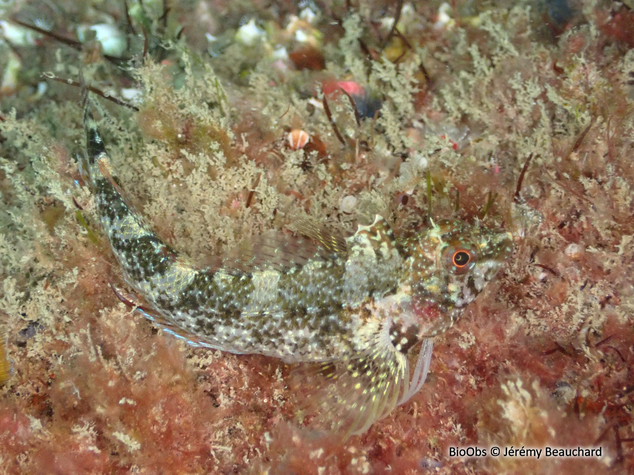 Triptérygion jaune - Tripterygion delaisi - Jérémy Beauchard - BioObs